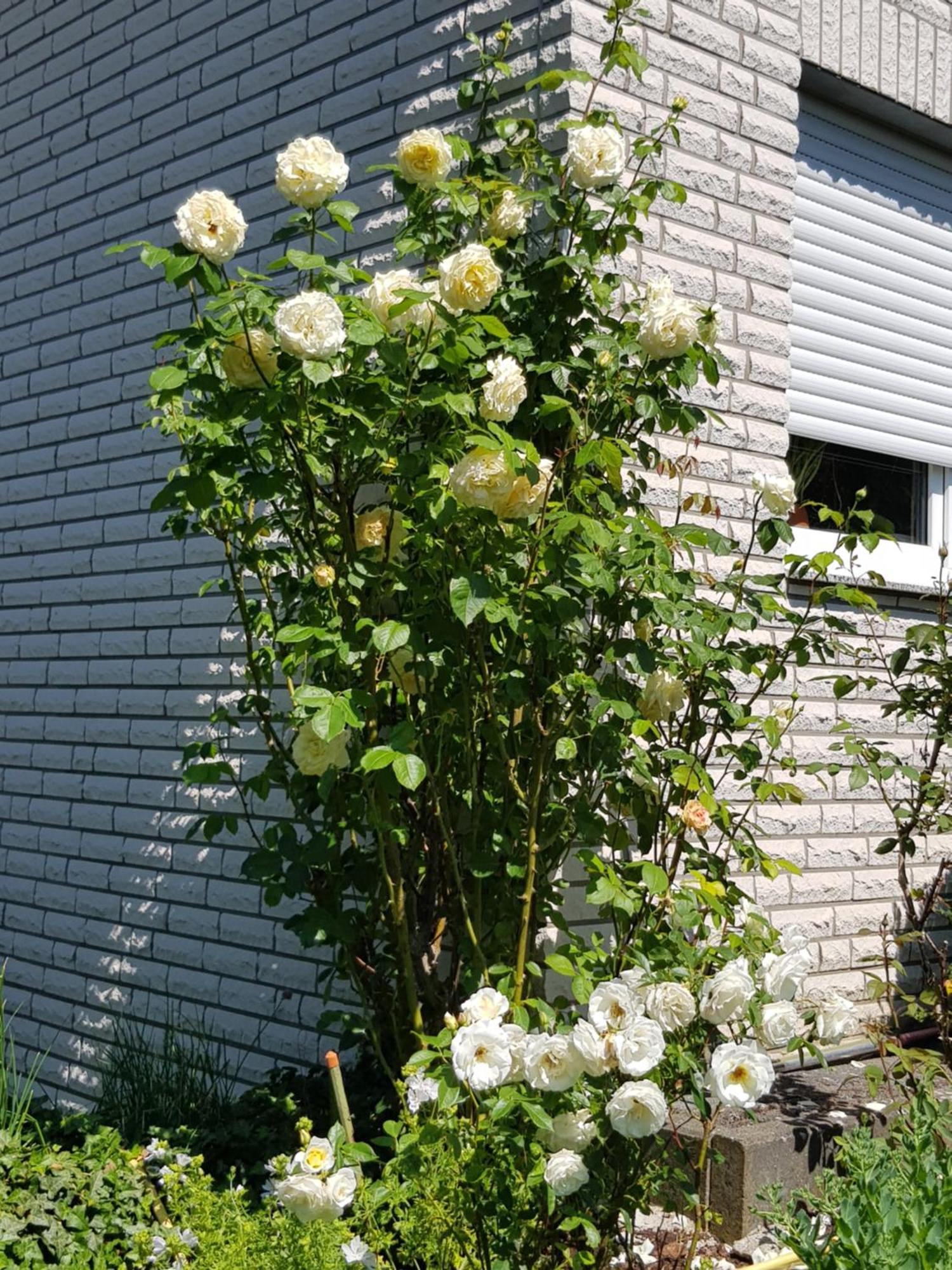 Ferienwohnung Monschauer Land ภายนอก รูปภาพ